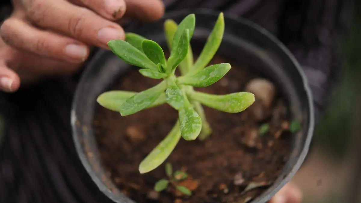 sembrando plantas